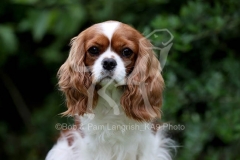 Spaniel - Cavalier King Charles
