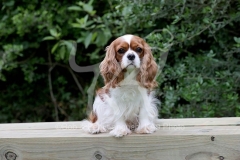 Spaniel - Cavalier King Charles