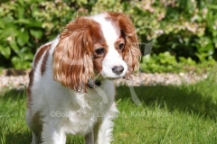 Spaniel - Cavalier King Charles