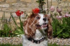 Spaniel - Cavalier King Charles