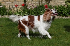 Spaniel - Cavalier King Charles