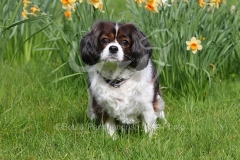 Spaniel - Cavalier King Charles