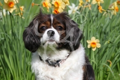 Spaniel - Cavalier King Charles