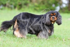 Spaniel - Cavalier King Charles