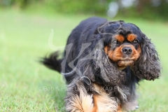 Spaniel - Cavalier King Charles