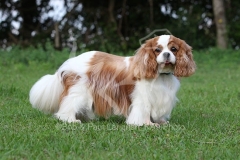 Spaniel - Cavalier King Charles