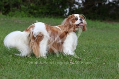 Spaniel - Cavalier King Charles