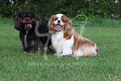 Spaniel - Cavalier King Charles