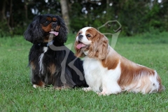 Spaniel - Cavalier King Charles