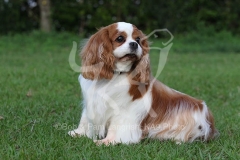 Spaniel - Cavalier King Charles