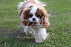 Spaniel - Cavalier King Charles