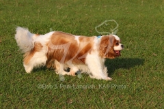 Spaniel - Cavalier King Charles