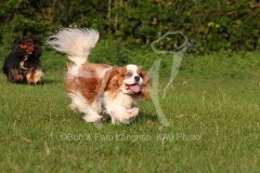 Spaniel - Cavalier King Charles