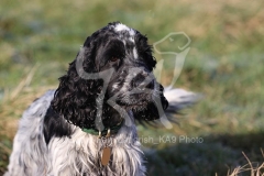 Spaniel - English Cocker