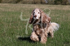 Spaniel - English Cocker
