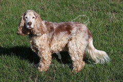 Spaniel - English Cocker