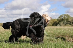 Spaniel - English Cocker