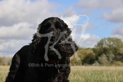 Spaniel - English Cocker