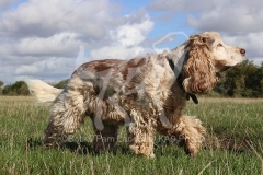 Spaniel - English Cocker