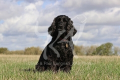 Spaniel - English Cocker