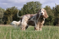 Spaniel - English Cocker