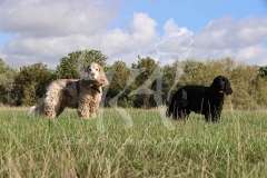Spaniel - English Cocker