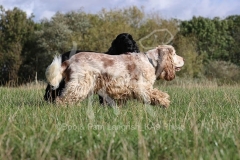 Spaniel - English Cocker