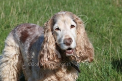 Spaniel - English Cocker