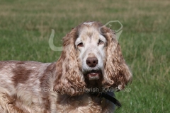 Spaniel - English Cocker