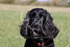 Spaniel - English Cocker
