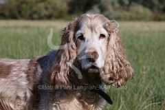 Spaniel - English Cocker