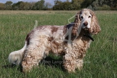 Spaniel - English Cocker