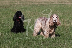 Spaniel - English Cocker