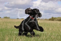 Spaniel - English Cocker