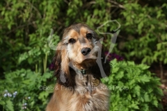 Spaniel - English Cocker