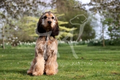 Spaniel - English Cocker