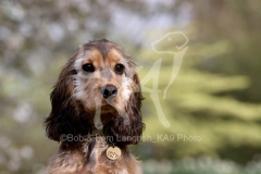 Spaniel - English Cocker