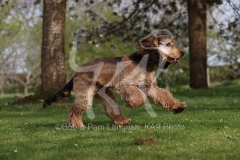 Spaniel - English Cocker