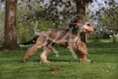 Spaniel - English Cocker