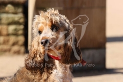 Spaniel - English Cocker