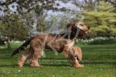 Spaniel - English Cocker