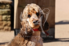 Spaniel - English Cocker