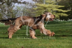 Spaniel - English Cocker