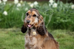Spaniel - English Cocker