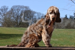 Spaniel - English Cocker