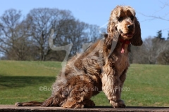 Spaniel - English Cocker