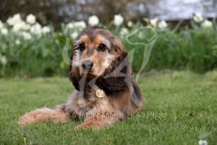 Spaniel - English Cocker