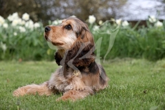Spaniel - English Cocker