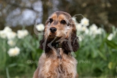 Spaniel - English Cocker