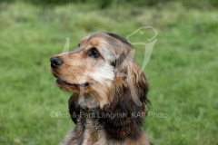 Spaniel - English Cocker